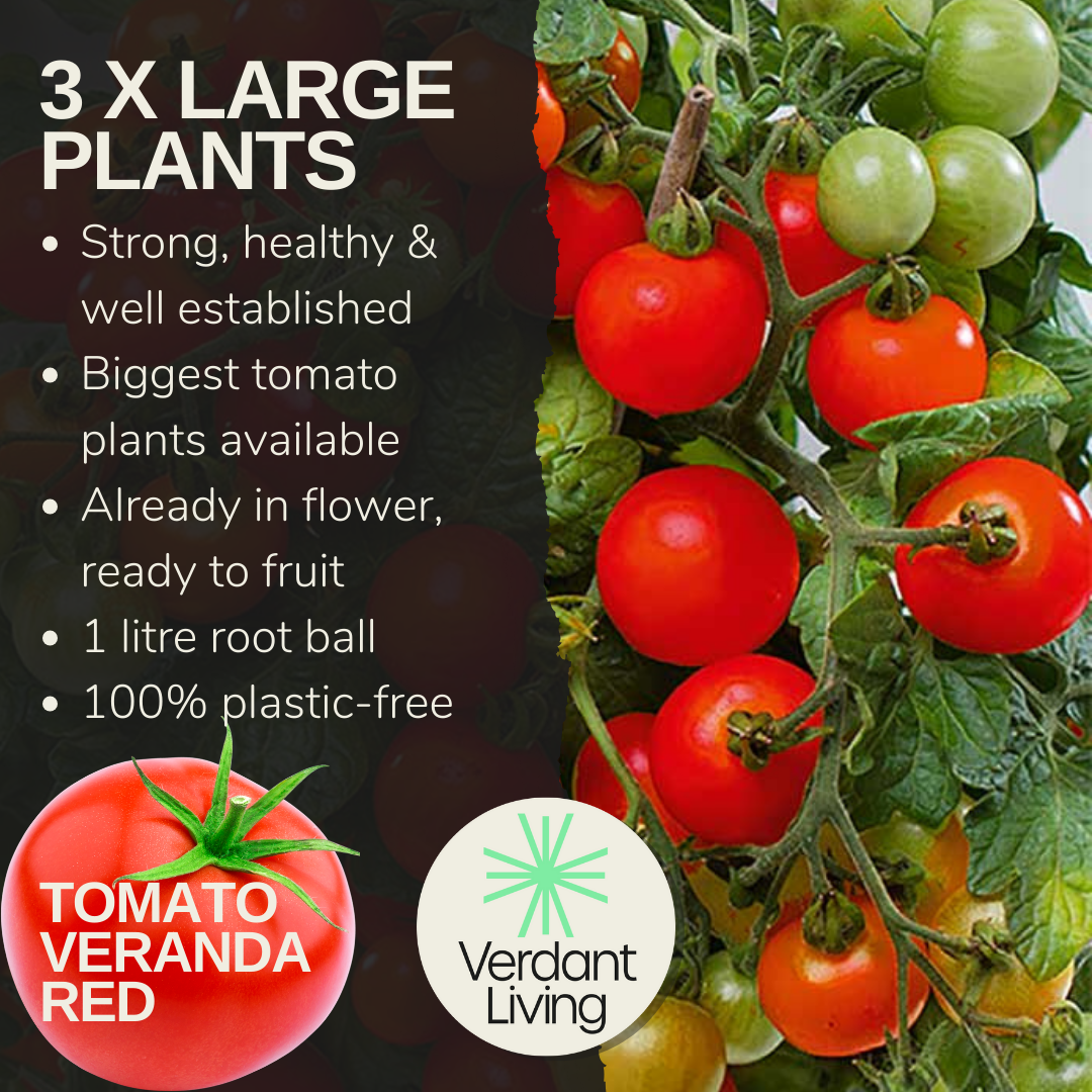 Care card for Veranda Red tomato: 3 large plants, in flower, 1L root ball, plastic-free, with cherry tomatoes