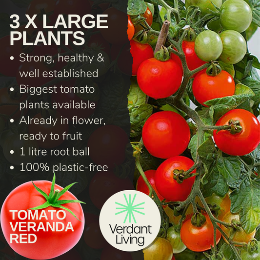 Care card for Veranda Red tomato: 3 large plants, in flower, 1L root ball, plastic-free, with cherry tomatoes