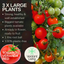 Tomato Veranda Red