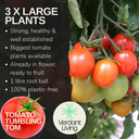 Tumbling Tom Variety Plants (Set of 3 or 6)
