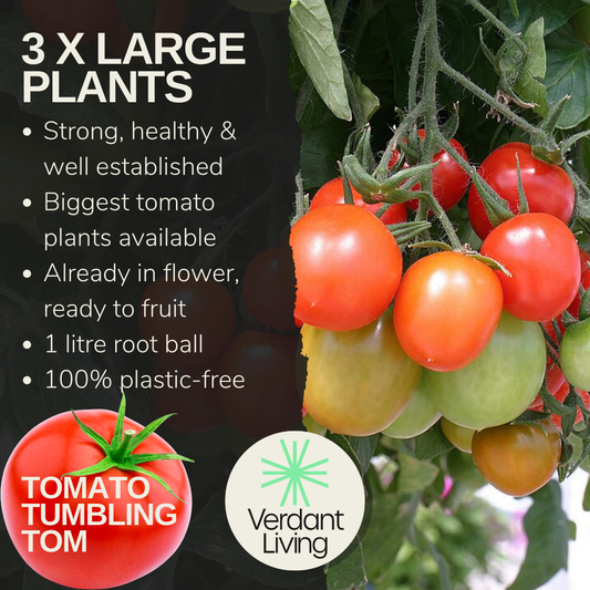 Care card for Tumbling Tom tomato: 3 large plants, in flower, 1L root ball, plastic-free, with plum tomatoes