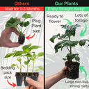 Tomato Veranda Red Variety Plants (Set of 3 or 6)