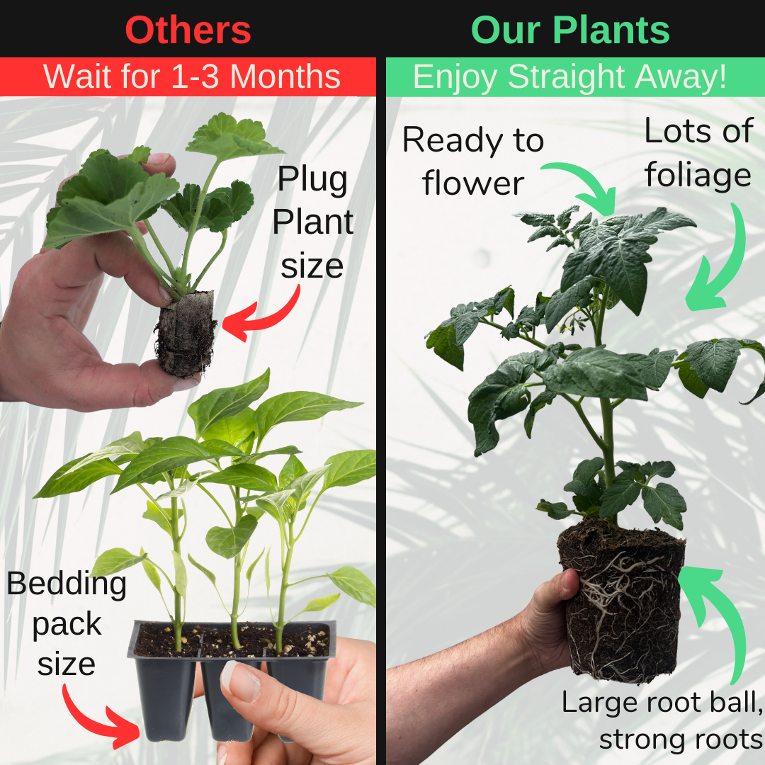 Tomato 'Veranda Red' – Dwarf Bush Tomato (3 or 6 x 1L Pots)