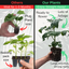 Tomato Veranda Red
