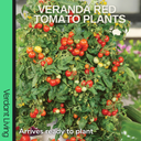 Tomato Veranda Red Variety Plants (Set of 3 or 6)