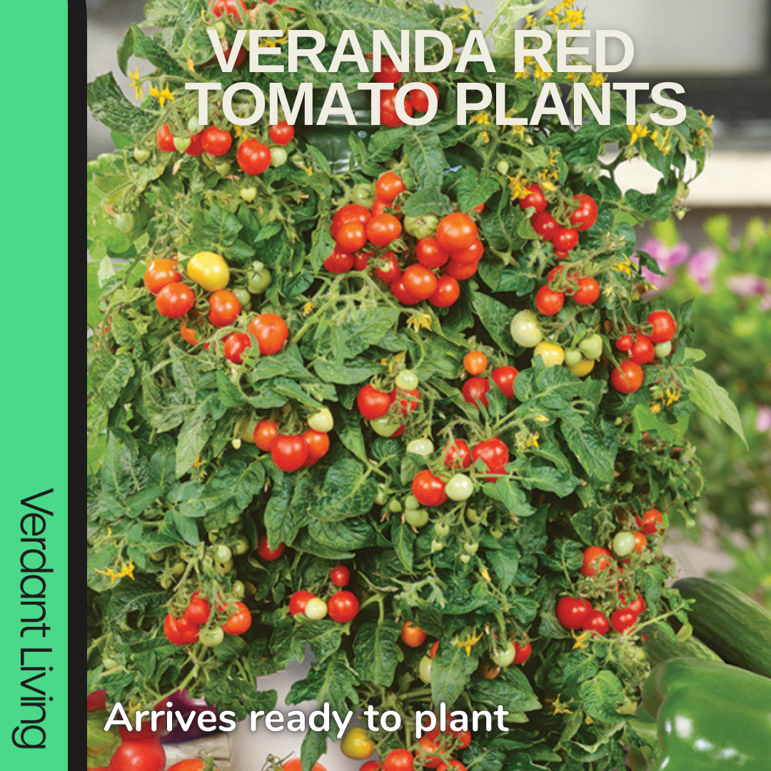 Tomato 'Veranda Red' – Dwarf Bush Tomato (3 or 6 x 1L Pots)