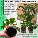 Tomato Veranda Red Variety Plants (Set of 3 or 6)