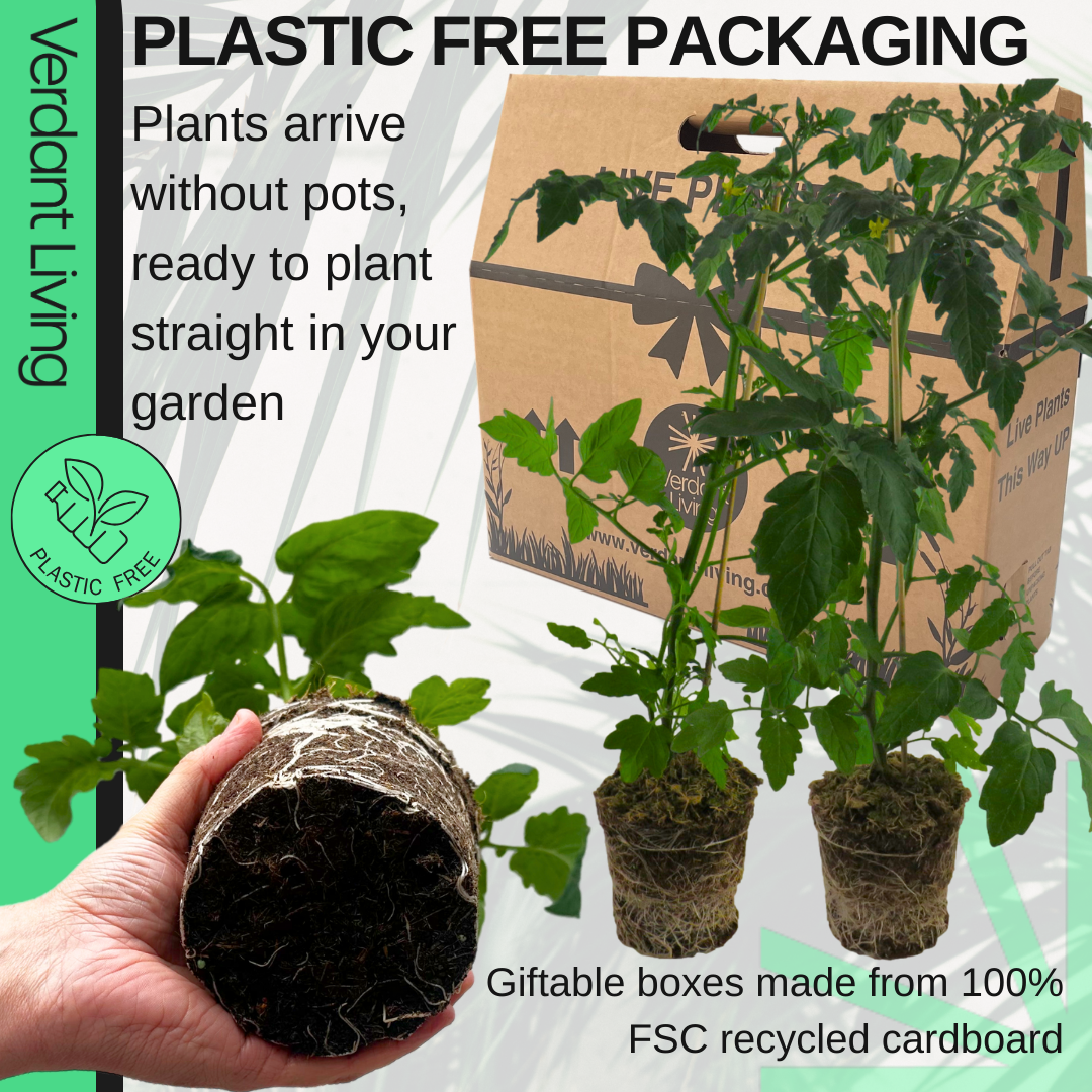 Tomato 'Veranda Red' – Dwarf Bush Tomato (3 or 6 x 1L Pots)