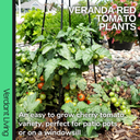 Tomato Veranda Red Variety Plants (Set of 3 or 6)