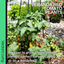 Tomato Veranda Red