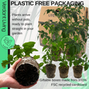 Tomato Veranda Red Variety Plants (Set of 3 or 6)