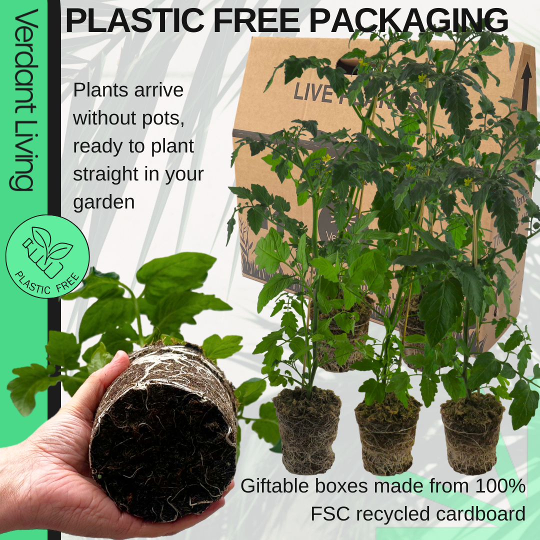 Tomato 'Veranda Red' – Dwarf Bush Tomato (3 or 6 x 1L Pots)