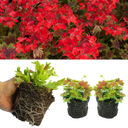 Geranium Pelgardini Vancouver Centennial Plant