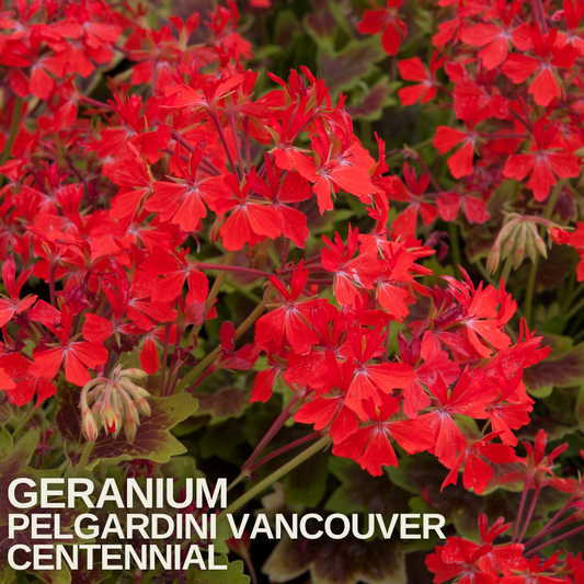 Mass of scarlet starry geranium flowers above dark-zoned green leaves