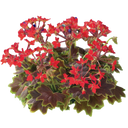 Geranium Pelgardini Vancouver Centennial Plant