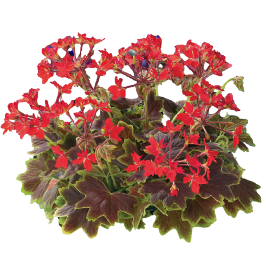 Geranium Pelgardini Vancouver Centennial (Pelargonium) – Fancy Leaved Trailing Bedding (Set of 3 or 6)
