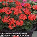 Geranium Pelgardini Variegated Chocolate Plant