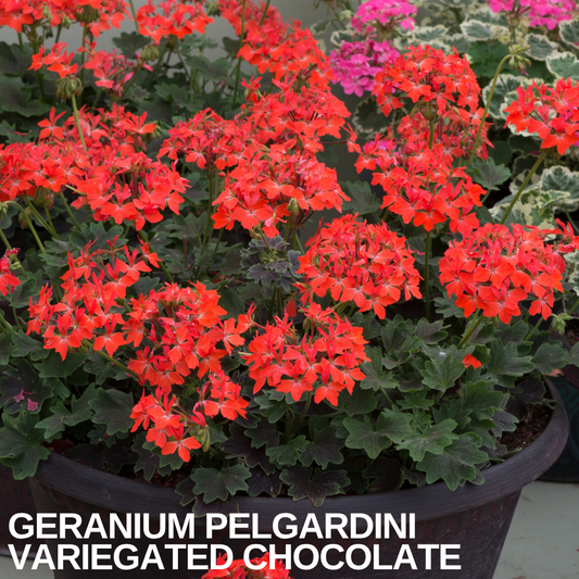 Large pot of vivid orange-red geraniums with starry petals above green ivy-shaped foliage