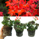 Geranium Pelgardini Variegated Chocolate Plant