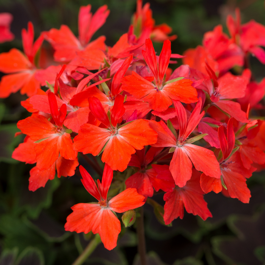 Geranium Pelgardini Variegated Chocolate (Pelargonium) – Fancy Leaved Trailing Bedding (Set of 3 or 6)