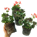 Geranium Pelgardini Variegated Chocolate Plant
