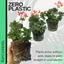 Geranium Pelgardini Variegated Chocolate