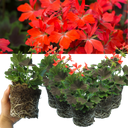 Geranium Pelgardini Variegated Chocolate Plant