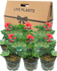Geranium Pelgardini Variegated Chocolate