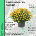Bidens Golden Empire Plants (Set of 3 or 6)