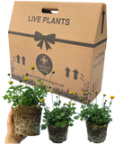 Bidens Golden Empire Plants (Set of 3 or 6)