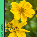 Bidens Golden Empire Plants (Set of 3 or 6)