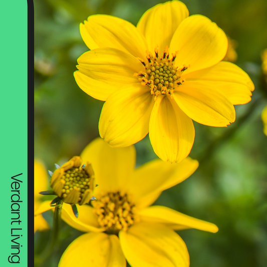 Golden yellow Bidens flowers with darker centres and buds against soft green foliage