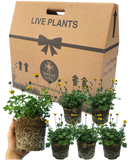 Bidens Golden Empire Plants (Set of 3 or 6)