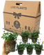 Bidens Golden Empire