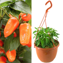 Peppers from Heaven Plant