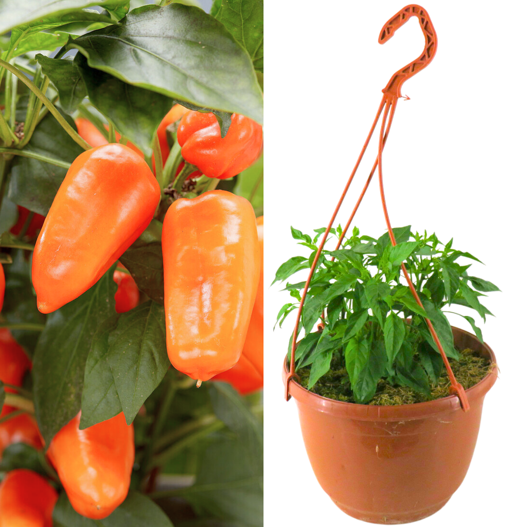 Chilli 'Peppers from Heaven' – Trailing Chilli Pepper (25cm Hanging Basket)