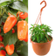 Chilli Pepper - Peppers from Heaven