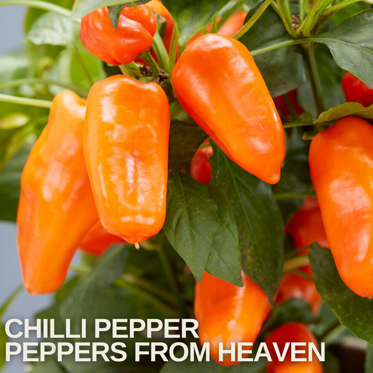 Close-up of plump glossy orange chilli peppers hanging among dark green leaves, name caption below