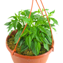 Peppers from Heaven Plant