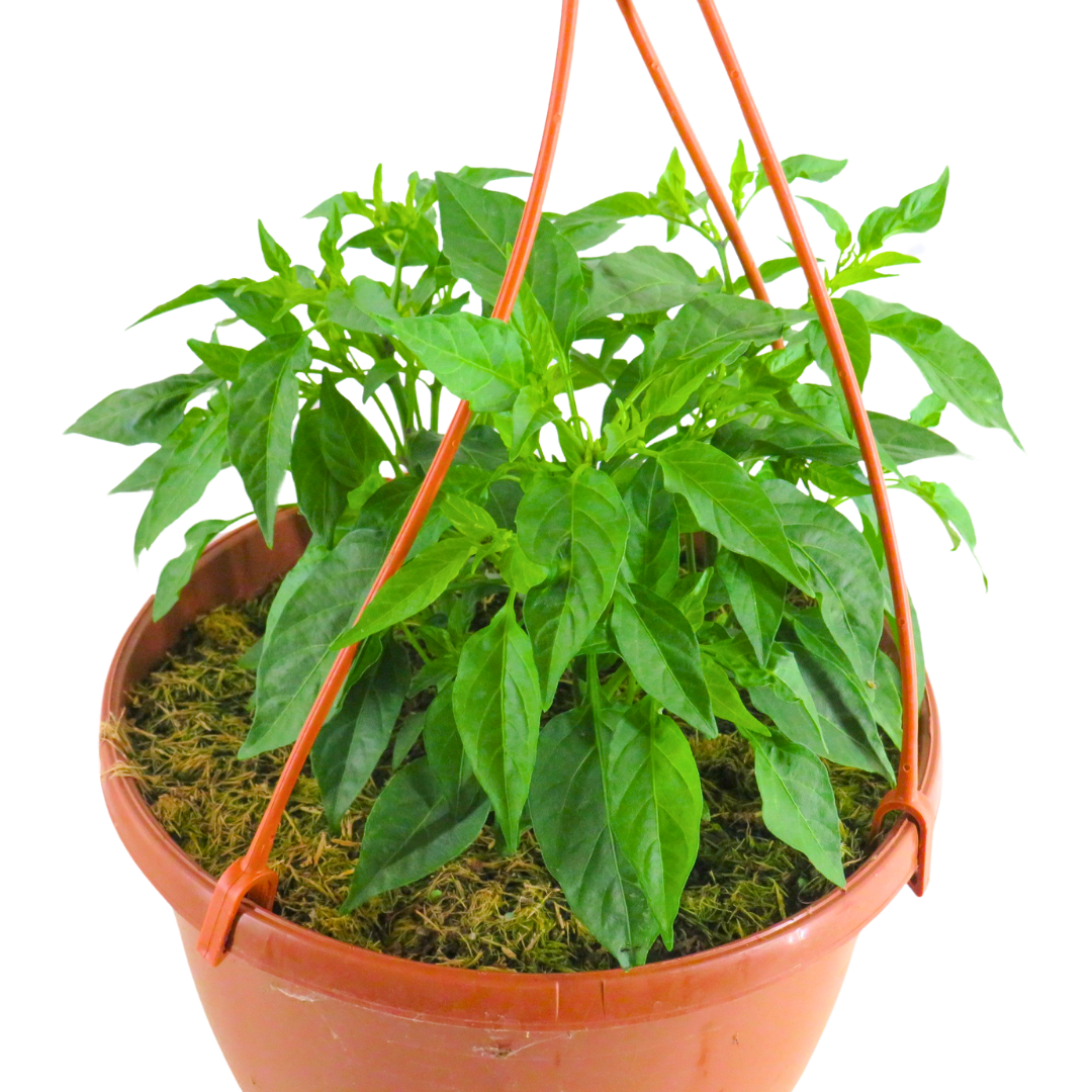 Chilli 'Peppers from Heaven' – Trailing Chilli Pepper (25cm Hanging Basket)