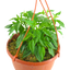 Chilli Pepper - Peppers from Heaven