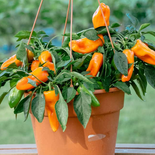 Chilli 'Peppers from Heaven' – Trailing Chilli Pepper (25cm Hanging Basket)