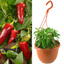 Chilli Pepper - Spicy Jane Red
