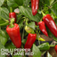 Chilli Pepper - Spicy Jane Red