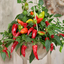 Chilli Pepper - Spicy Jane Red