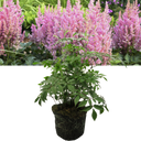 Astilbe Pink Plant (2L Pot)
