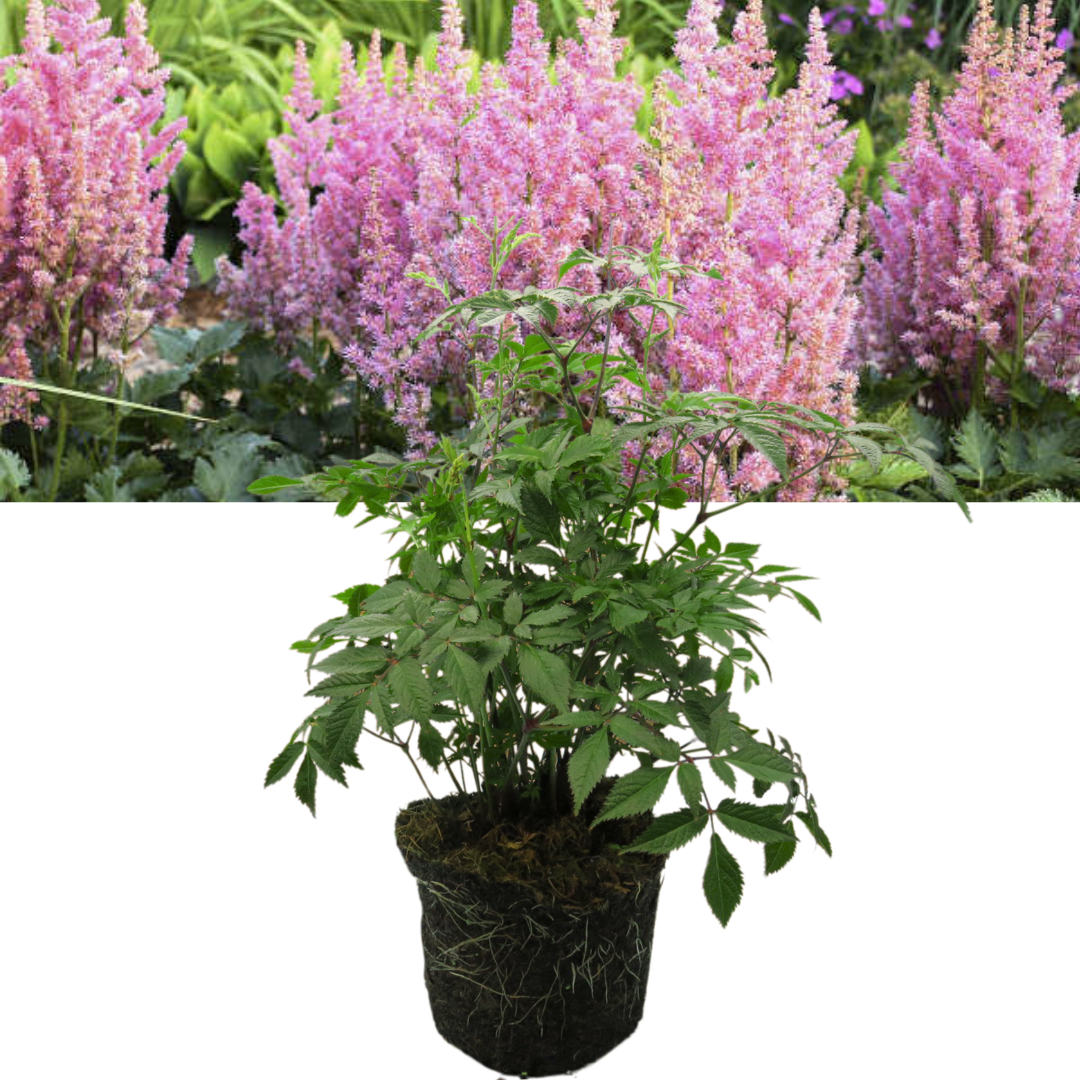 Astilbe Pink – Perennial for Damp Shade (2L Pot)