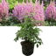 Astilbe Pink