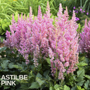 Astilbe Pink Plant (2L Pot)