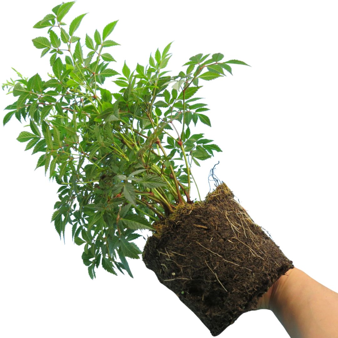 Astilbe Pink – Perennial for Damp Shade (2L Pot)